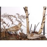 Two Woodcock on habitat mounts in glass case, 24¾ ins x 18¾ ins x 9 ins