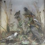 Cased habitat mounted montage of Blue Tit; Chaffinch; Starling; Tree Pipit; Wagtail; Wren and