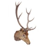 A Red deer 'Royal Stag' head