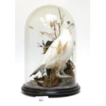 Ptarmigan in winter plumage in habitat mounted circular glass dome, 17 x 12 ins