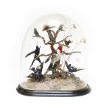 Oval glass dome with numerous mainly Humming Birds in habitat mounts, 14 x 14 x 8