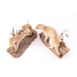 Stoat mounted on log scene, together with pair of juveniles mounted on woodland scene
