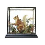 Cased habitat mounted Red Squirrel, 12 x 11 x 6 ins