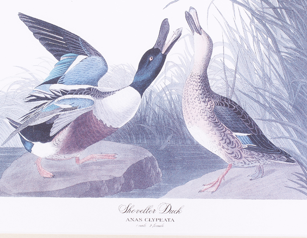 Four framed and glazed series prints: Shoveller Duck; Bemaculated Duck; Long-tailed Duck; Ruddy Duck - Image 4 of 6