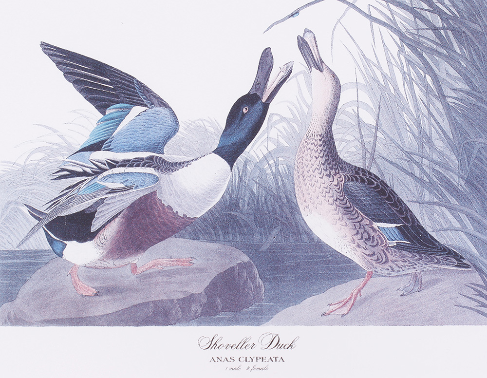 Four framed and glazed series prints: Shoveller Duck; Bemaculated Duck; Long-tailed Duck; Ruddy Duck - Image 5 of 6
