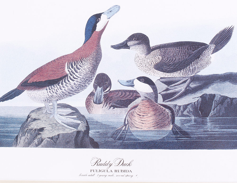 Four framed and glazed series prints: Shoveller Duck; Bemaculated Duck; Long-tailed Duck; Ruddy Duck - Image 3 of 6