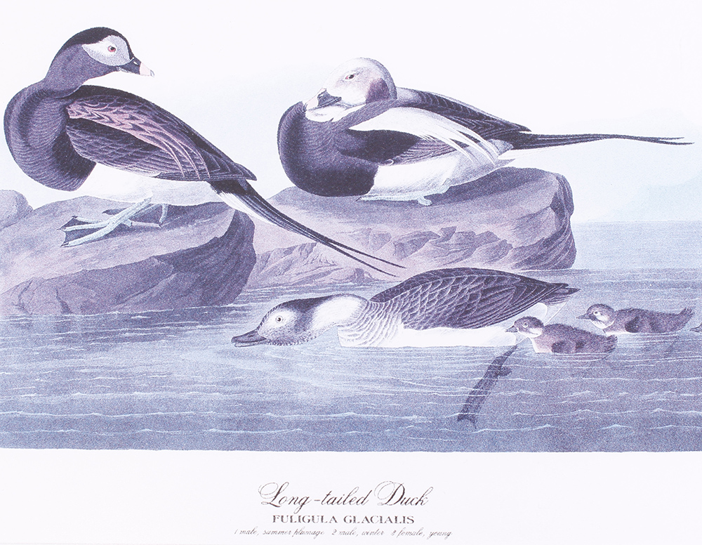 Four framed and glazed series prints: Shoveller Duck; Bemaculated Duck; Long-tailed Duck; Ruddy Duck