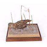 Jack Snipe on habitat base within a fully glazed wall mounted case, 9¼ ins x 8¼ ins x 7½ ins