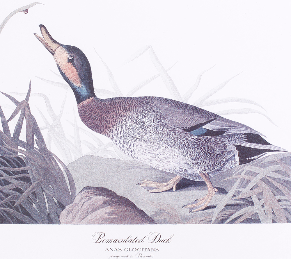 Four framed and glazed series prints: Shoveller Duck; Bemaculated Duck; Long-tailed Duck; Ruddy Duck - Image 6 of 6