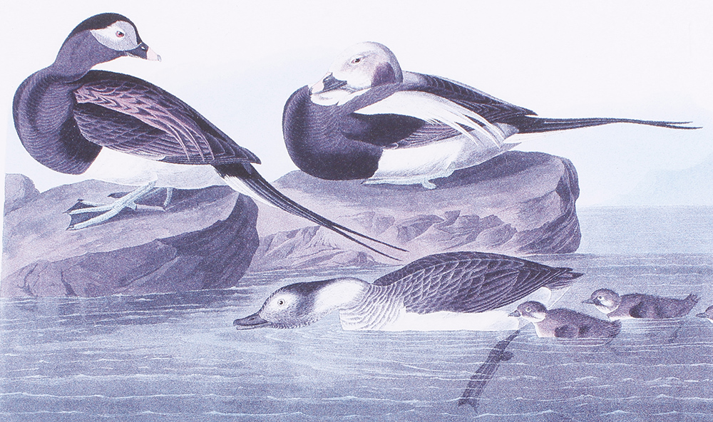 Four framed and glazed series prints: Shoveller Duck; Bemaculated Duck; Long-tailed Duck; Ruddy Duck - Image 2 of 6