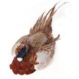 Table cape mounted Cock Pheasant