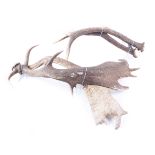 Four pairs of Stag antlers
