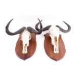 Two shield mounted Wildebeest skulls by Sandra Linde Taxidermy (South Africa)