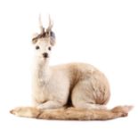 Recumbent roe deer,