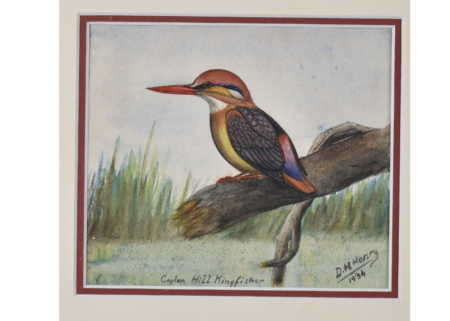 •David Morrison Reid-Henry (1919-1977) watercolour on paper, 'Ceylon Hill Kingfisher', signed and