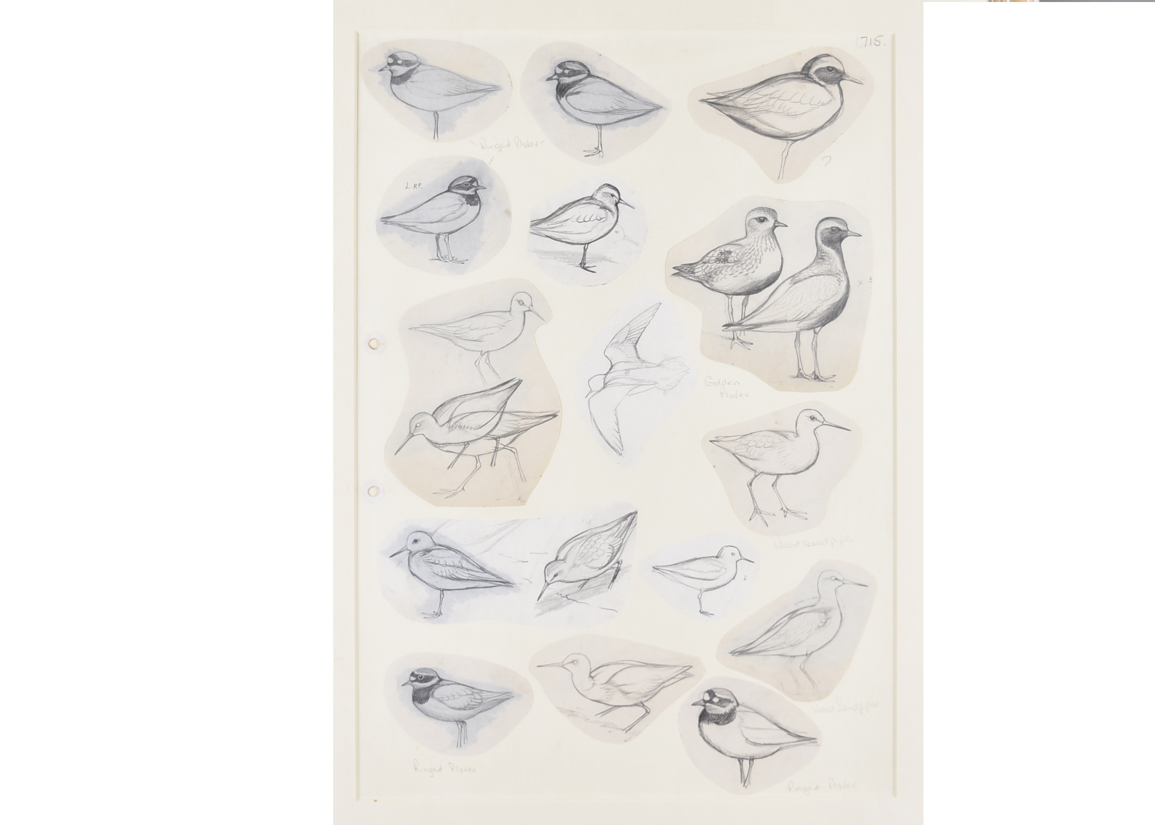 •David Morrison Reid-Henry (1919-1977) a series of pencil and watercolour on paper bird studies