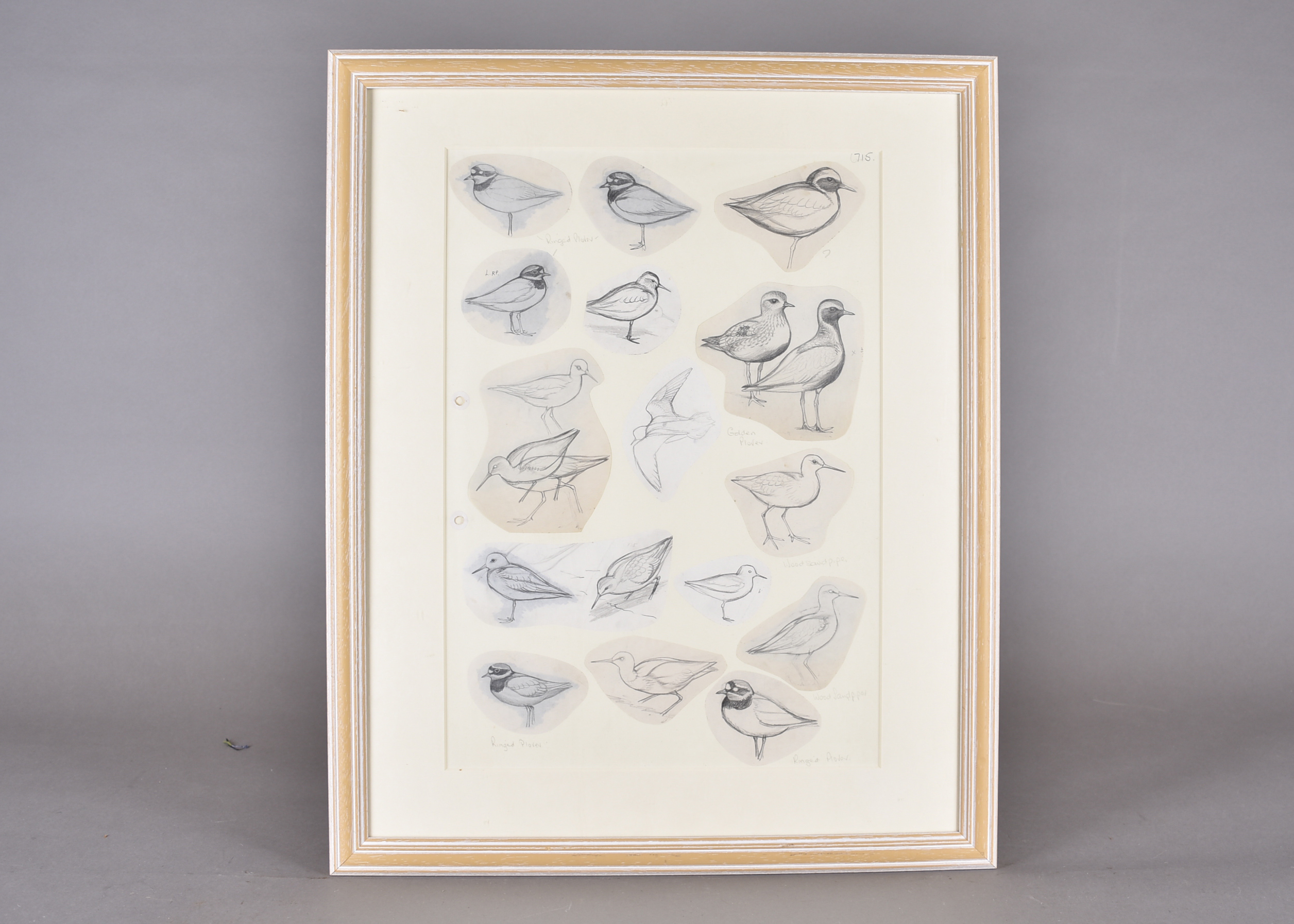 •David Morrison Reid-Henry (1919-1977) a series of pencil and watercolour on paper bird studies - Image 2 of 2