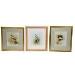 Rosemary Timney (Contemporary) three watercolour on paper, 'Bird of Prey', signed 'RTIMNEY' (lower
