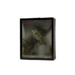 A late 19th/early 20th Century taxidermy study of a finch, cased naturalistic setting, by Thomas