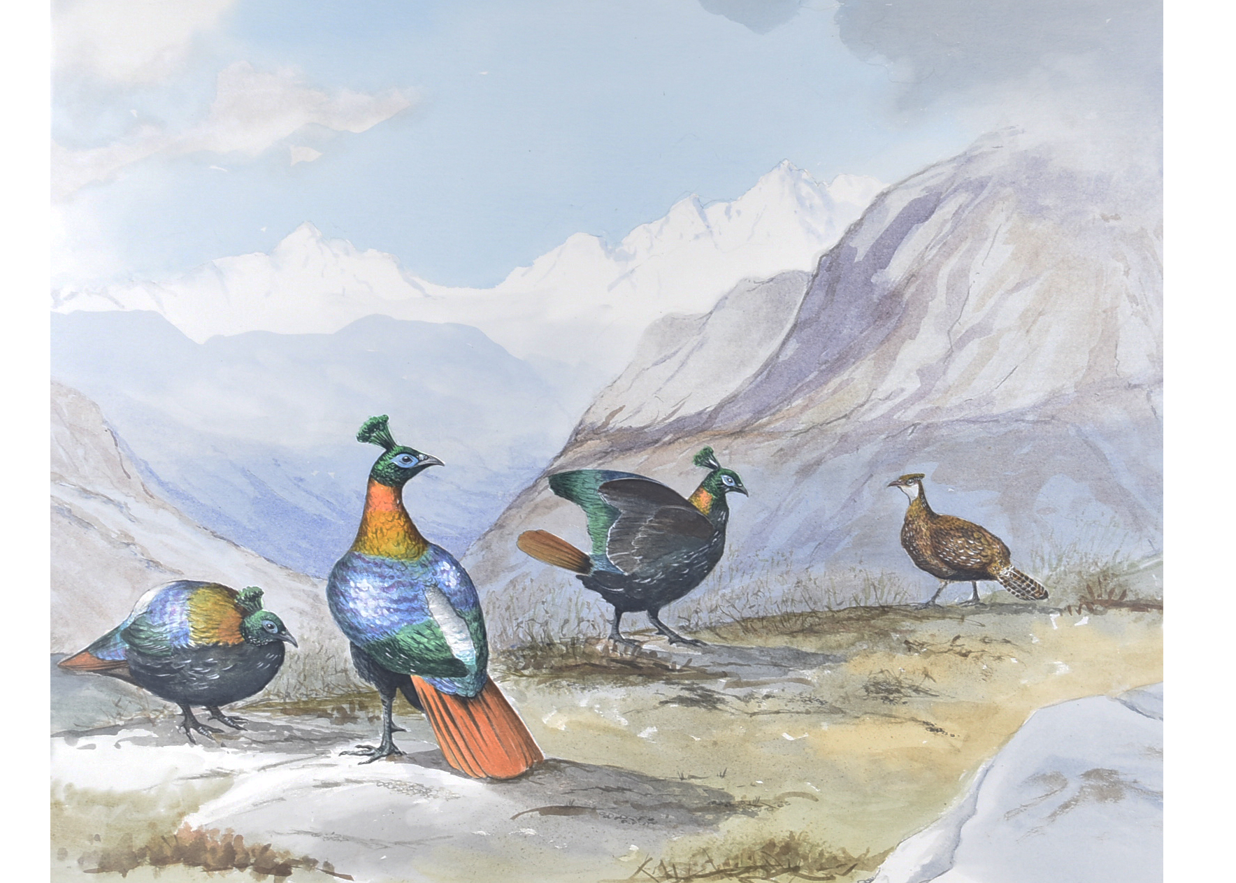 •John Cyril Harrison (1898-1985) and Studio pencil and watercolour on paper, 'Himalayan Monal