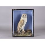 A taxidermy study of a barn owl, cased naturalistic setting, 41.5 cm high x 32 cm wide x 13 cm deep