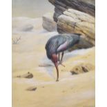•David Morrison Reid-Henry (1919-1977) watercolour and gouache on paper, 'Bald or Hermit Ibis',