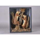 A taxidermy study of two red squirrels, cased naturalistic setting, 40.5 cm high x 35 cm wide x 12.5