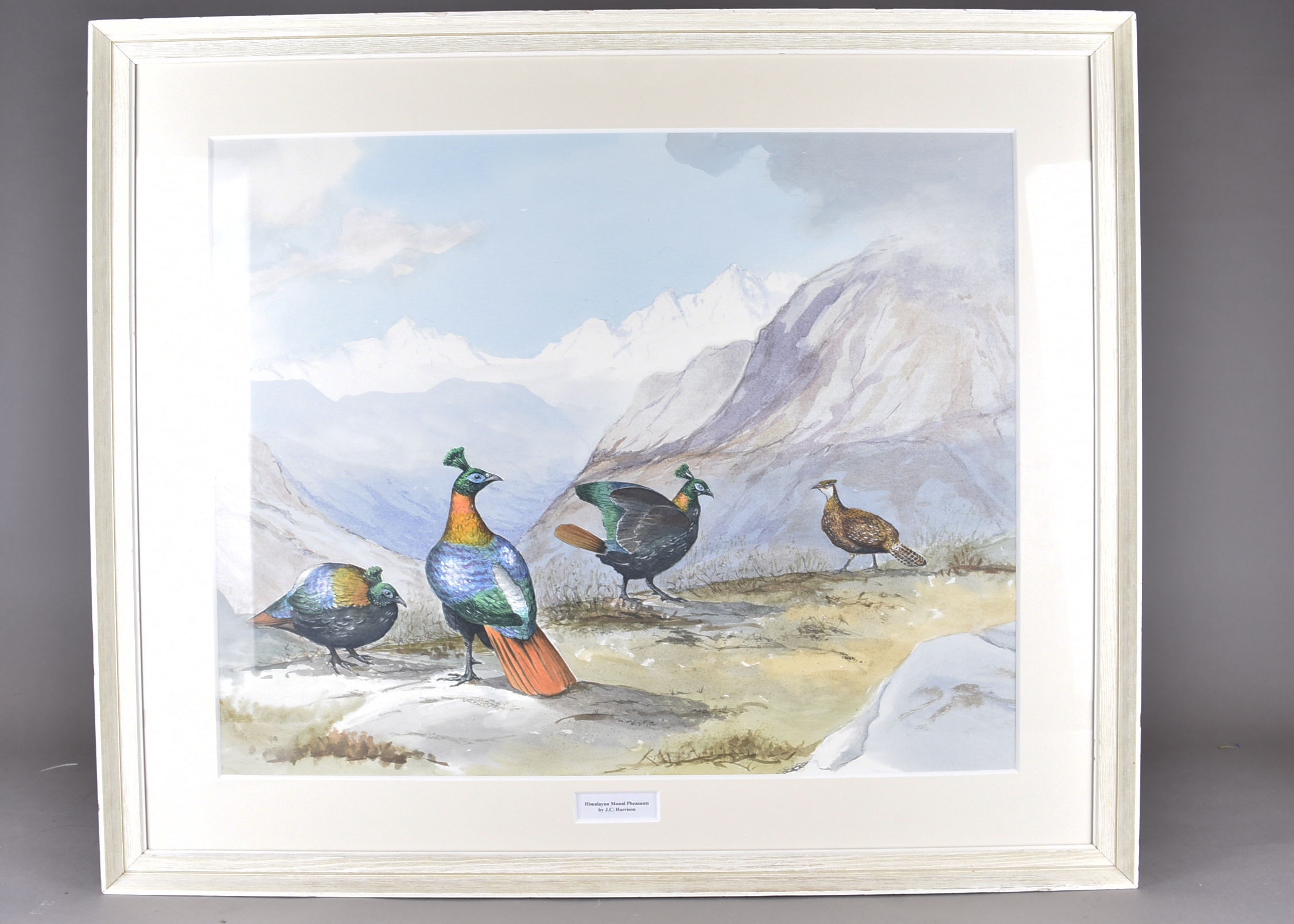 •John Cyril Harrison (1898-1985) and Studio pencil and watercolour on paper, 'Himalayan Monal - Image 2 of 2