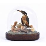 A taxidermy study of kingfisher, under dome glass, in naturalistic setting, bearing a label verso