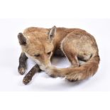 A taxidermy study of a fox lying down, 43 cm x 46 cm