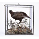 A taxidermy study of a red grouse, cased naturalistic setting, 40 cm wide x 23 cm deep x 41.5 cm