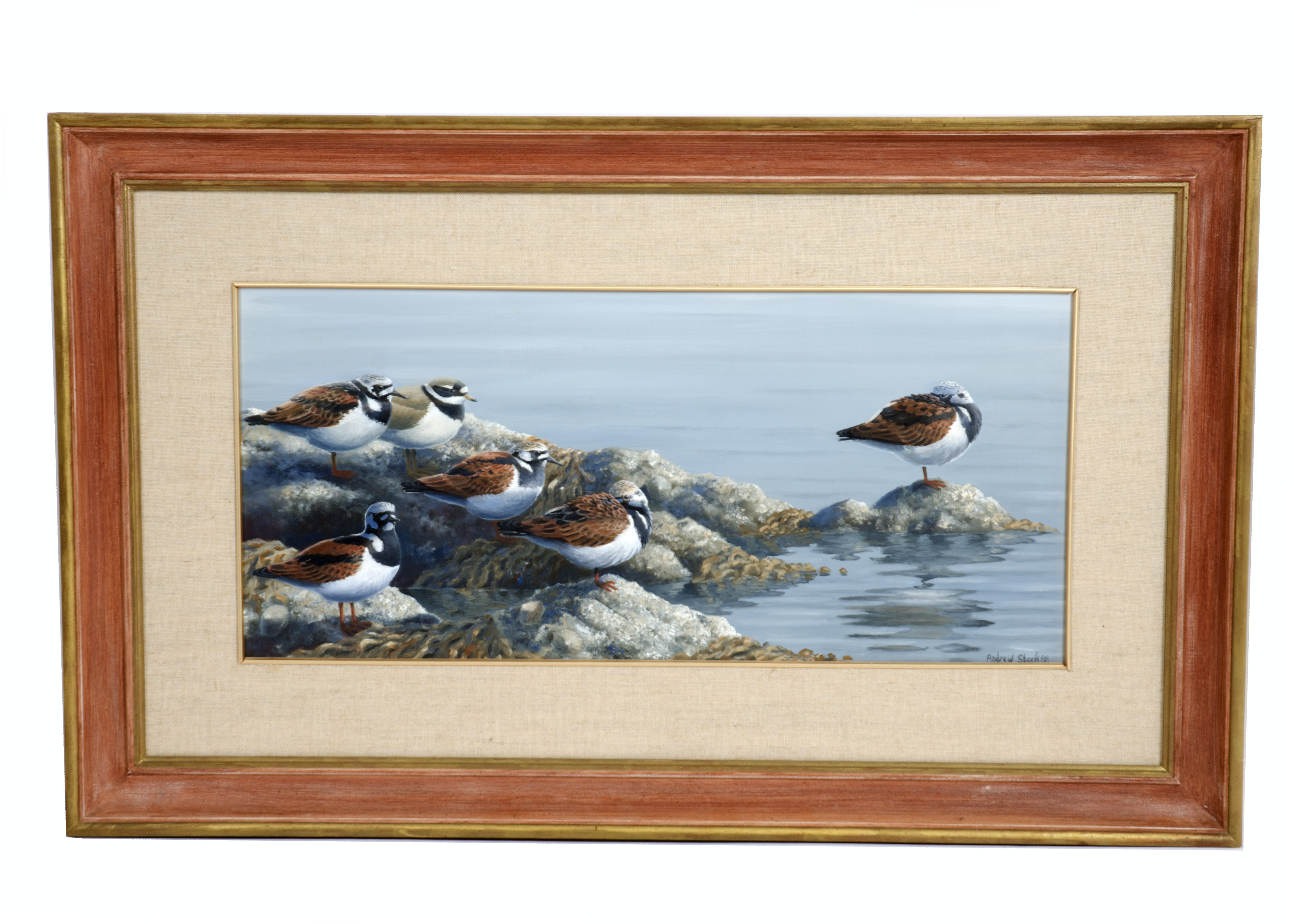 Andrew Stock (b.1960) oil on board, 'Turnstones and Ringed Plover on the Outer Hebrides', signed and - Image 4 of 4