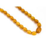 An art deco string of graduated oval amber beads, the strung necklace with replaced silver clasp,