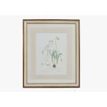 Jenny Jowett (Contemporary) three watercolours and pencil on paper, 'Galanthus Reginae-Olgae', '