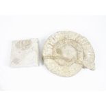 A large Ammonite fossil, 30 cm, together with a piece of Portland stone, 15 cm (2)