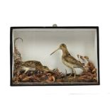 A taxidermy study of two woodcock by W.J.A.Hambling, cased naturalistic setting, label to reverse,