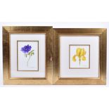 Jan Harbon (Contemporary) three watercolours on paper, 'Studies of Flowers' each signed 'J