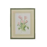 Jenny Jowett (Contemporary) two watercolours and pencil on paper, 'Nerine' and ''Tulip Douglas