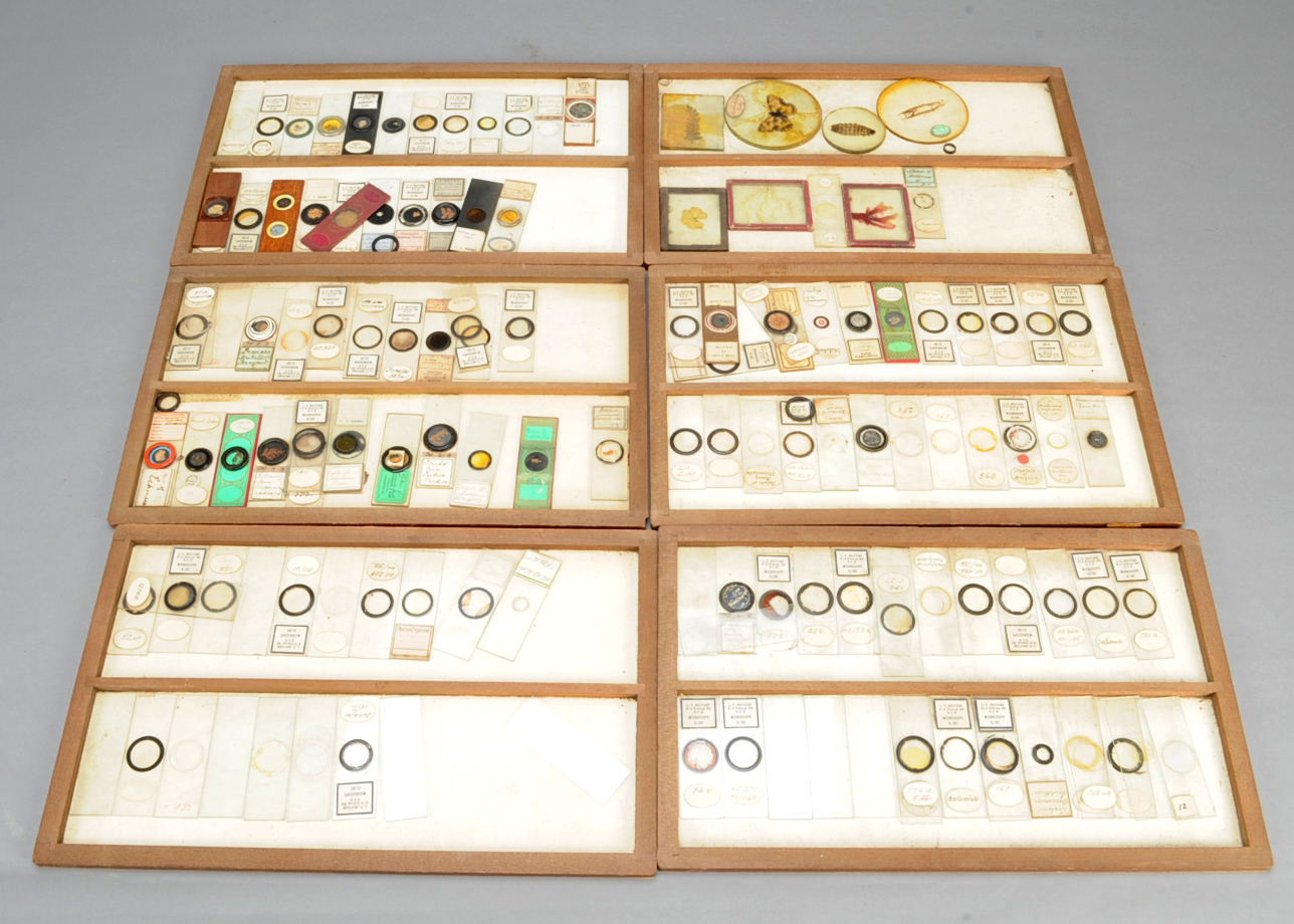 Microscope Slides, including paper-covered, Boiteux 1930s specimens, circular and rectangular insect