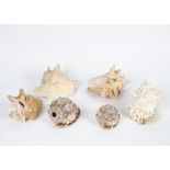 A collection of large sea shells, (parcel)