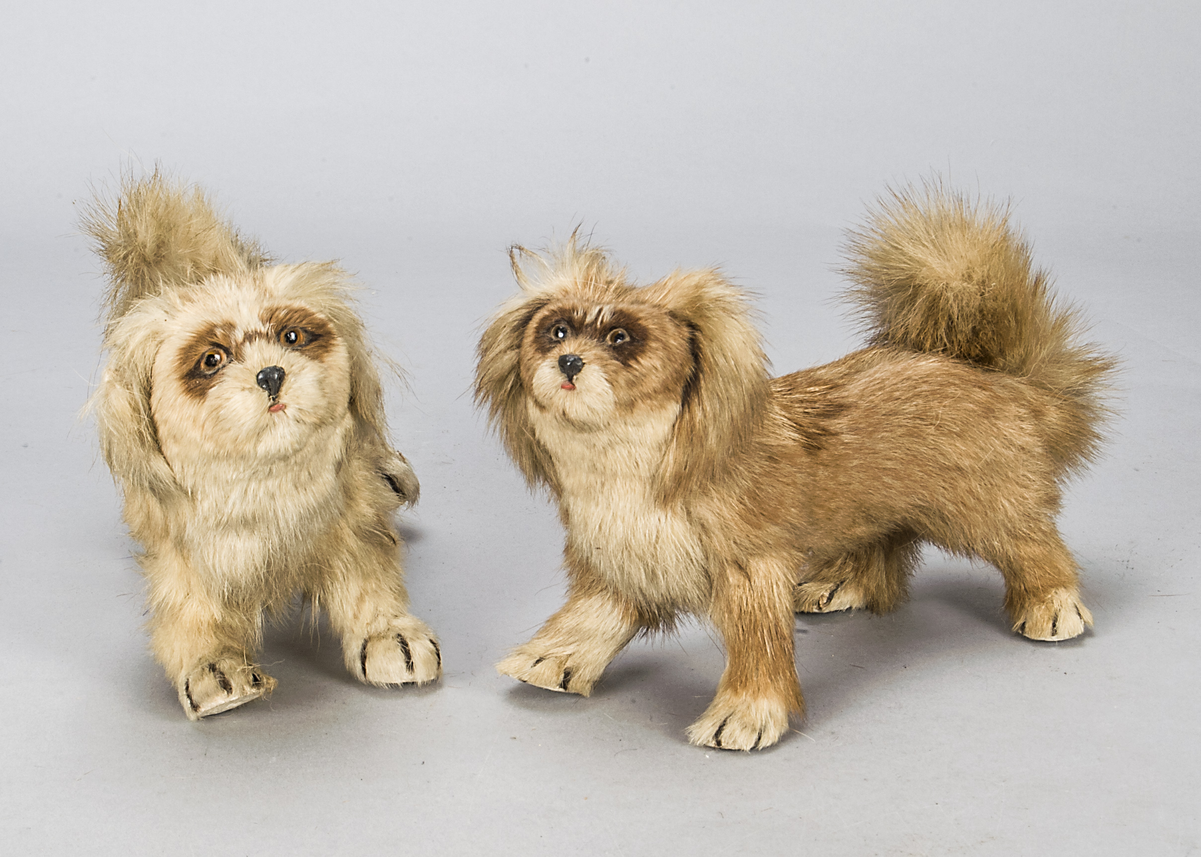 Two Chinese real fur Pekingese dogs, with glass eyes, composition nose and tongue —9½in. (24cm.)