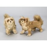 Two Chinese real fur Pekingese dogs, with glass eyes, composition nose and tongue —9½in. (24cm.)