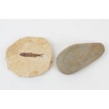 A fossilised fish specimen, probably Eocene period, length of stone 10cm, together with a stone with