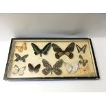 A presentation case containing butterflies and mot