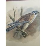 Four watercolour by JM Hall dipicting a hawk garden birds and a still life study. (4)