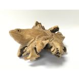 A carved tree root carving depicting an amphibian,