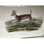 A large framed print dipicting Long tailed Deer af