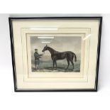 Nine framed vintage prints including a large equin