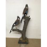 A pair of taxidermy blue jays on a branch. Height approximately 61cm.