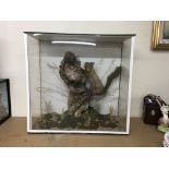 A cased taxidermy red squirrel, the case measuring approximately 52cm by 53cm and 24cm deep - NO